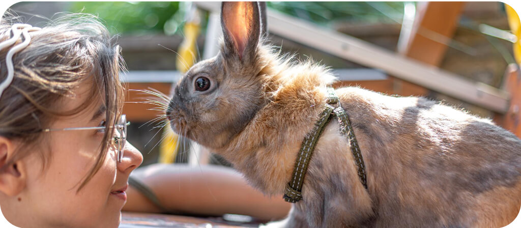 Kit válasszak? Melyik kisállat illik hozzám?