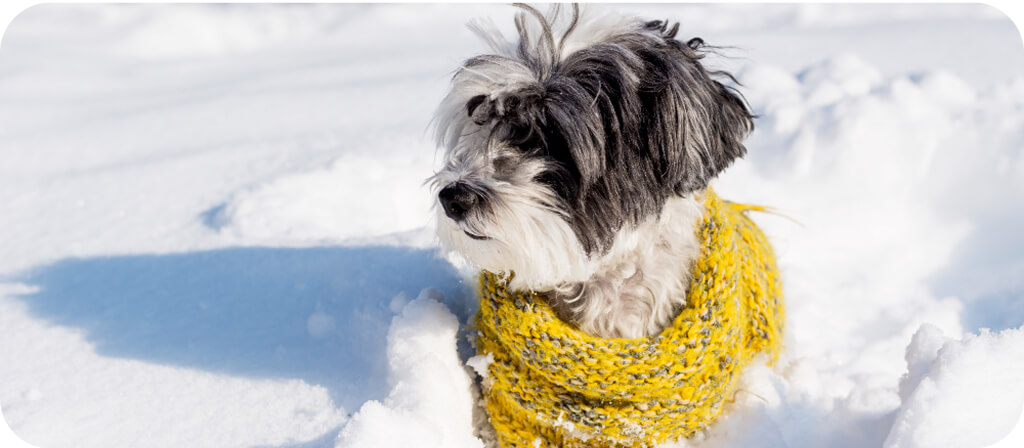 10 tipp, hogy télen is megőrizd kedvenced egészségét
