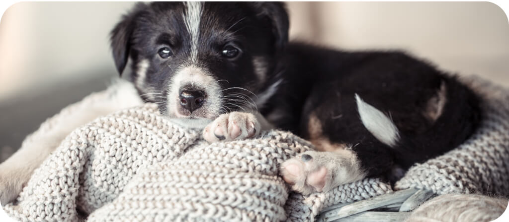 Segítség! Kölyökkutya érkezett a családba!